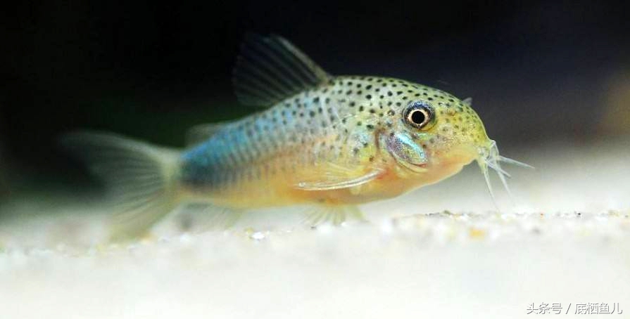好养又皮实的小型鱼,比较抗活的小型鱼