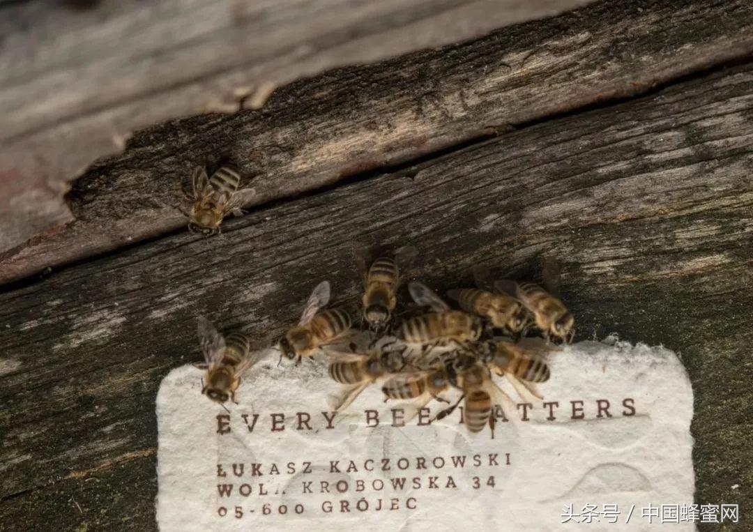 一百多箱蜜蜂全死了,上百箱蜜蜂死亡