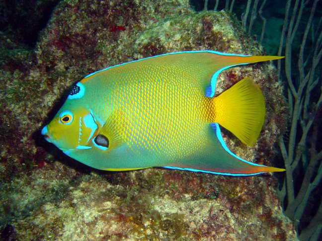 鱼儿打架的视频,鱼儿打架什么情况