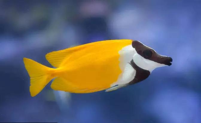 鱼儿打架要隔离多久,鱼儿互相吐沙打架