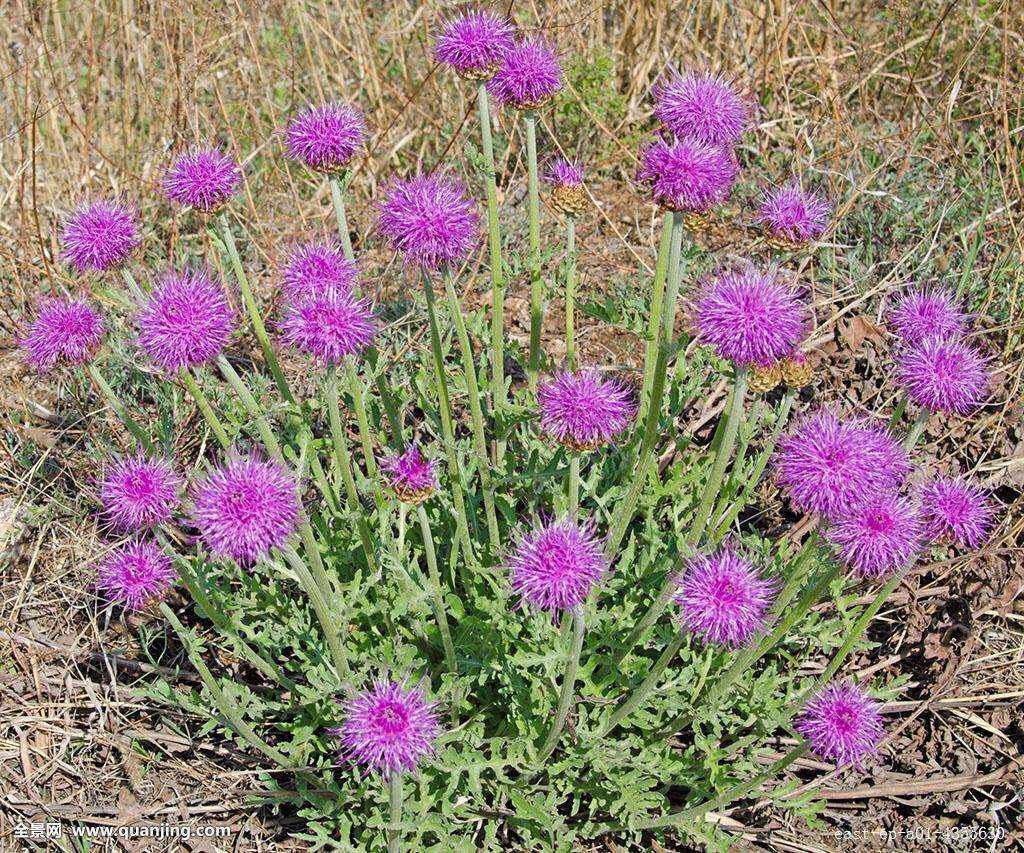 中药材漏芦的别名,中药漏芦