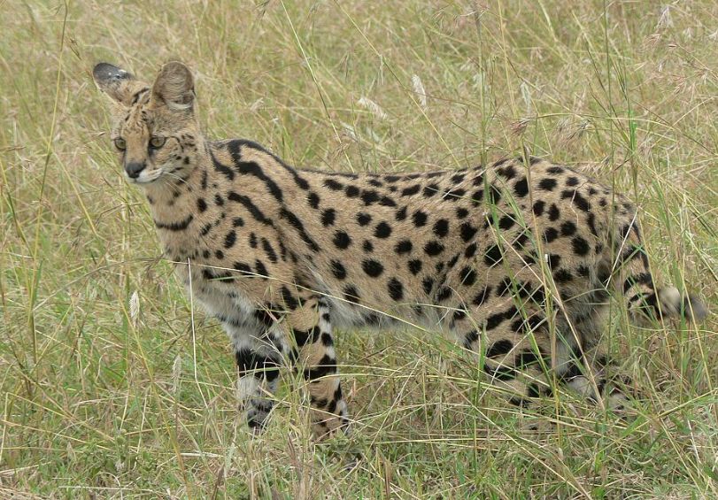 猫咪可以灭绝吗,猫快灭绝了吗