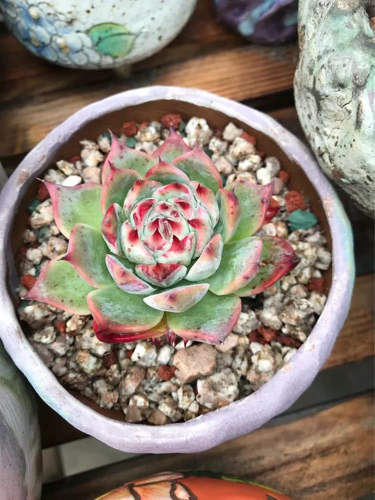 大家平时养多肉比较喜欢哪个系列,四年的养殖生涯