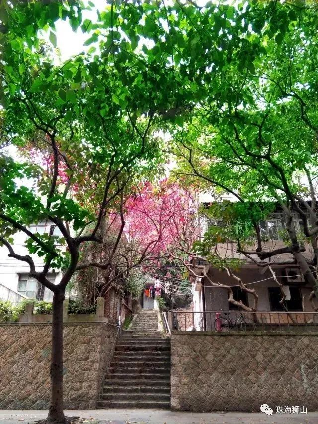 珠海香洲,背街小巷也漂亮