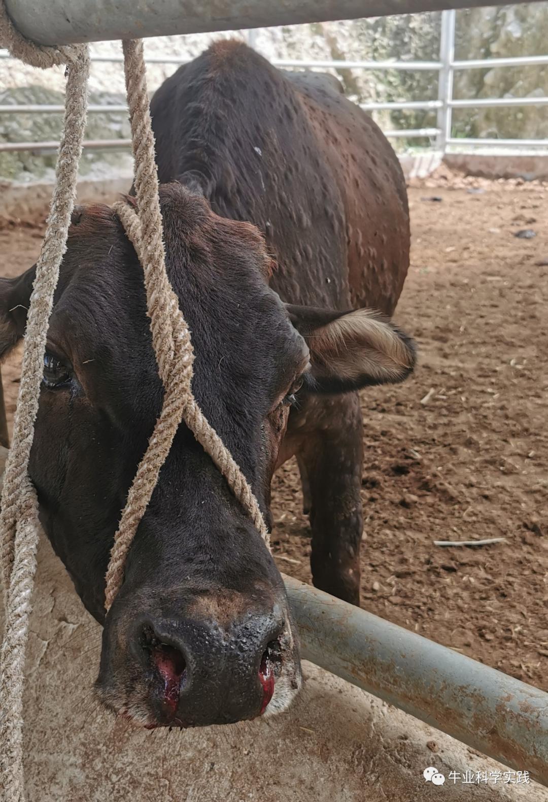 牛结节病消毒与预防,牛结节病的中兽医解读