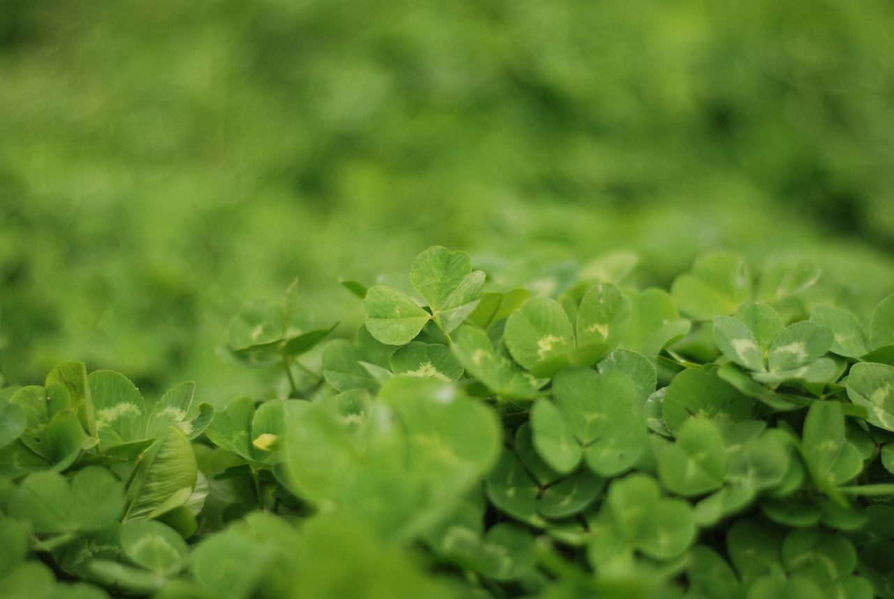 编剧兰晓龙评价我的团长我的团,兰晓龙我的团长我的团经典语录