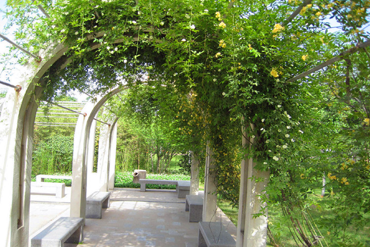 木香花又叫什么花,木香花的生长条件