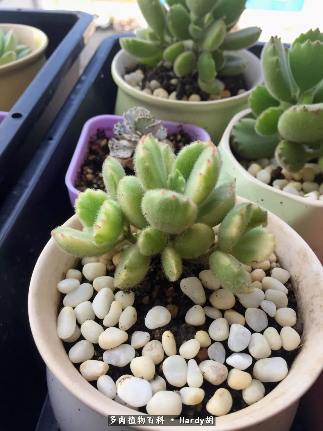 别人家的奶爸,别人家的多肉!一枚窗台*党**的多肉进阶之路!