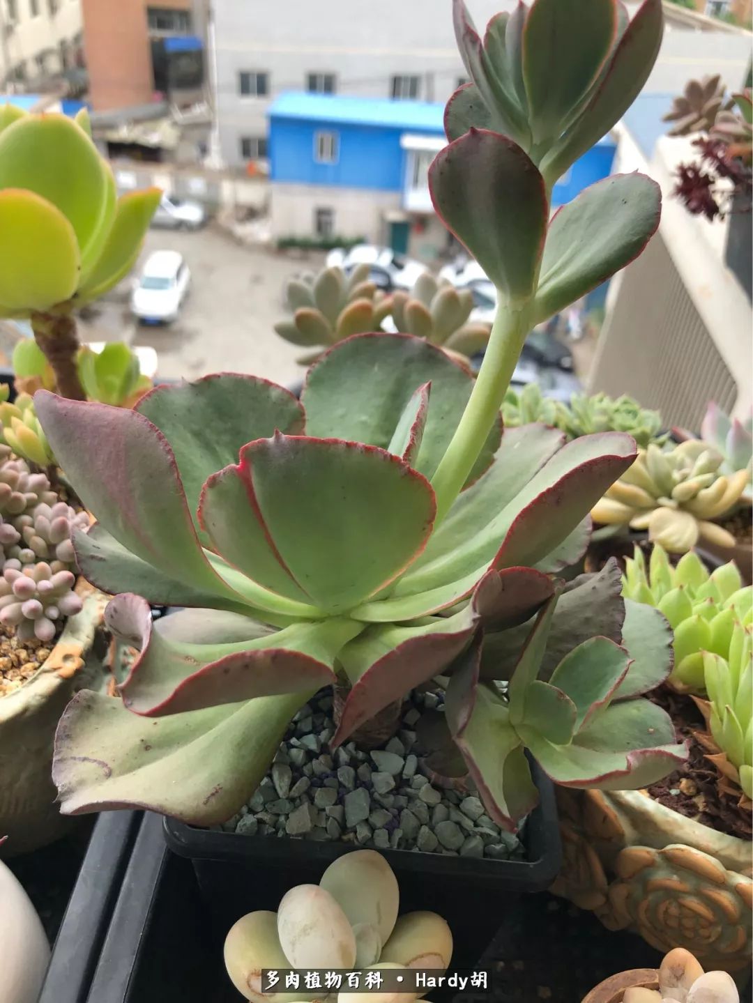 别人家的奶爸,别人家的多肉!一枚窗台*党**的多肉进阶之路!