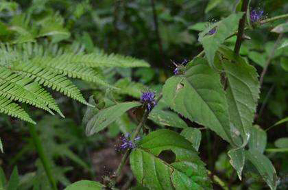 中药材钓鱼,中药材钓鱼竿藤