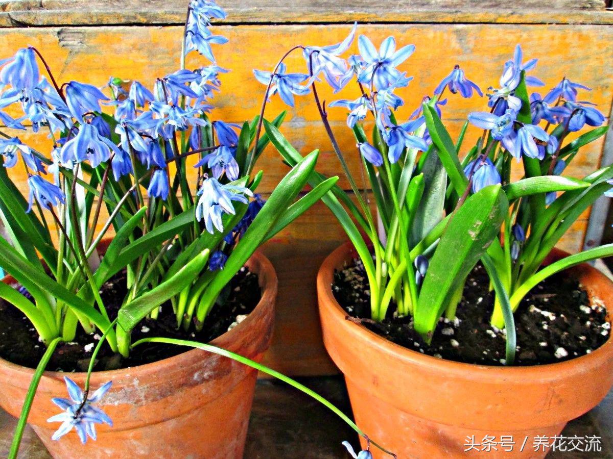 零下40度的西伯利亚有多冷,西班牙蓝铃花耐寒吗