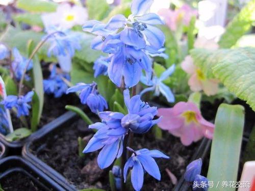 零下40度的西伯利亚有多冷,西班牙蓝铃花耐寒吗