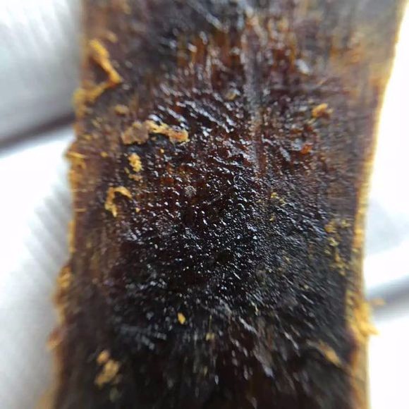 真假奇楠沉香种苗鉴别方法,蓝奇楠沉香真假辨别图