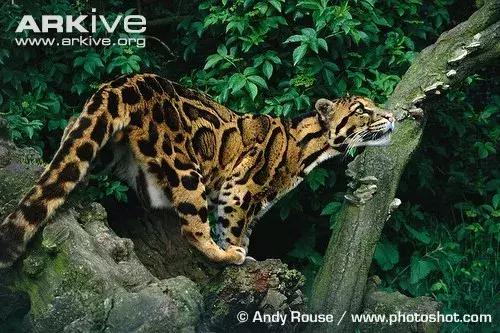 梦醒时分中国好歌曲,梦醒时分云南完整版