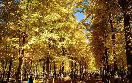 去一些风景美的地方,又到了欣赏银杏的季节治愈系风景