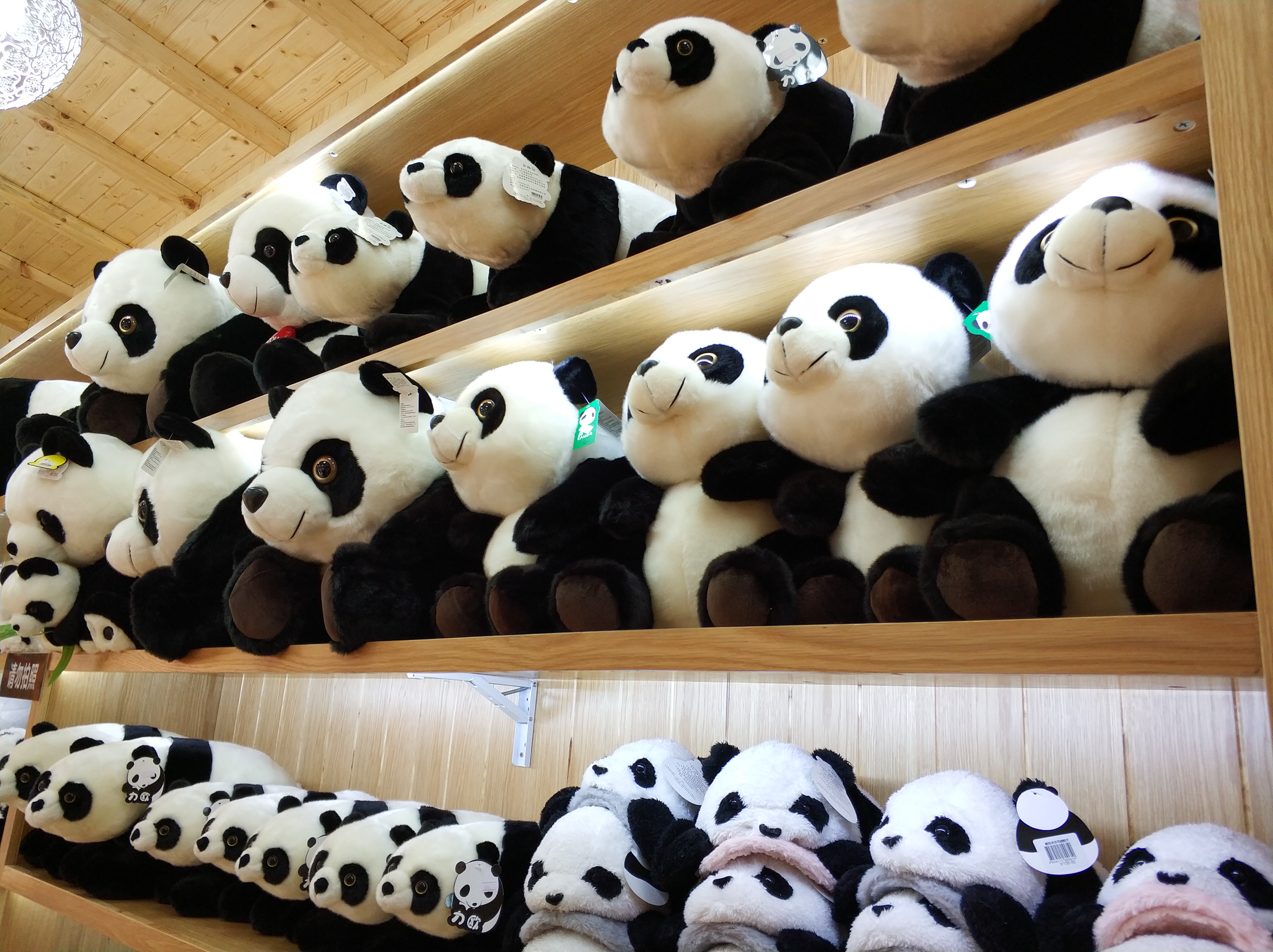 到广州长隆野生动物园看熊猫,看熊猫是去广州长隆还是四川成都