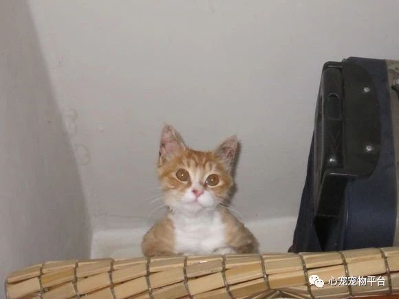 我与猫的小说,我与猫奴