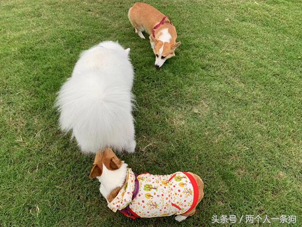 秋天妈妈带萨摩耶去草场玩，软糖和柯基玩嗨直接累趴，软糖：腿短