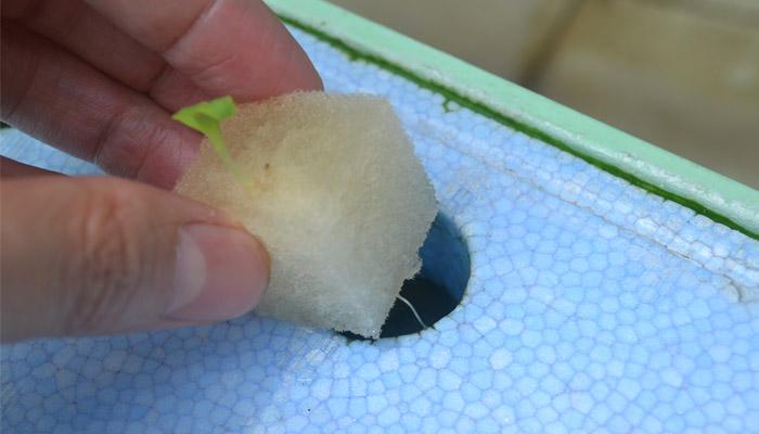 西红柿无土栽培的水肥浓度是多少,种植西红柿营养土怎么调配