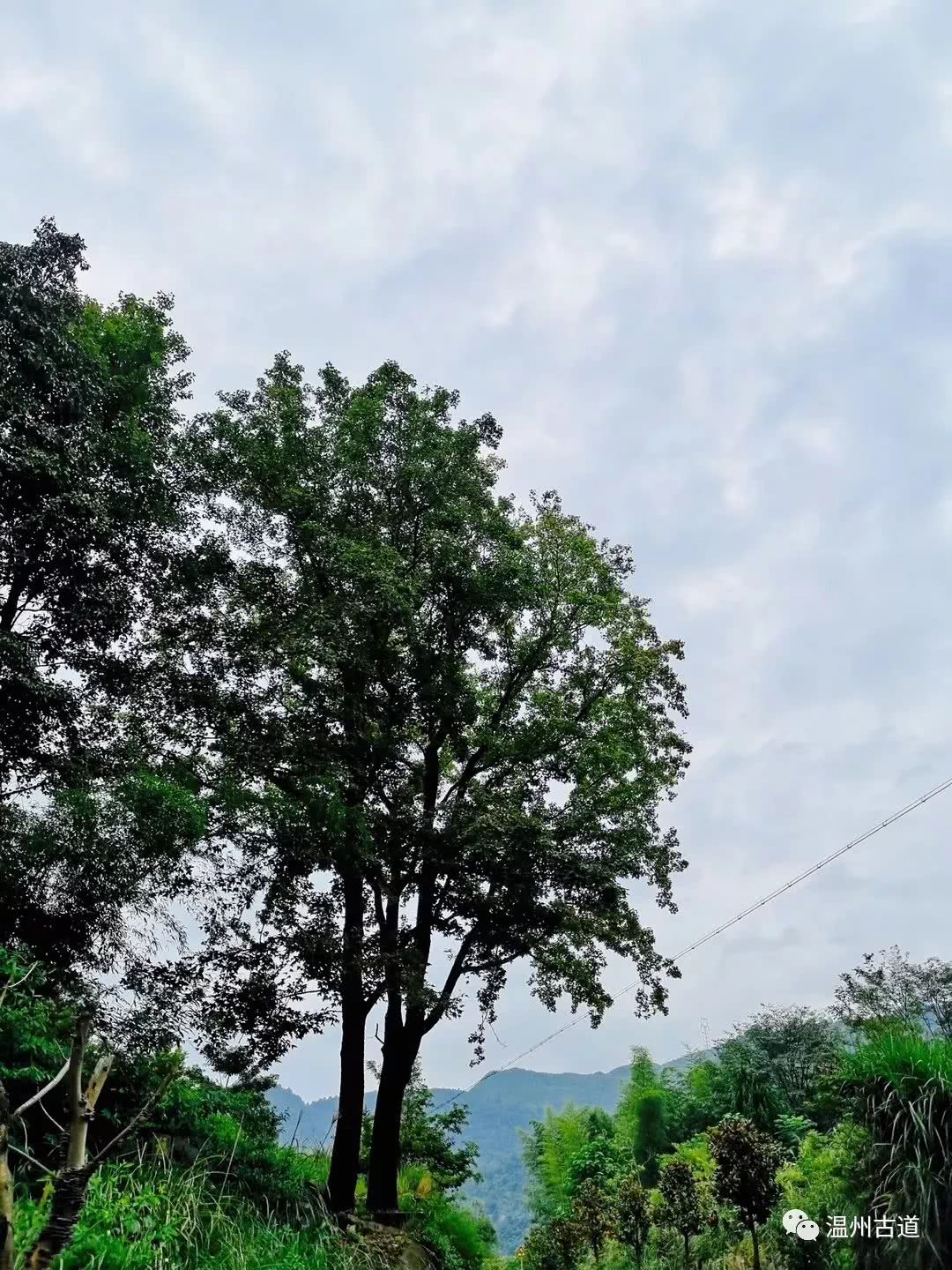 瓯海瞿溪风景,远山近水如诗如画