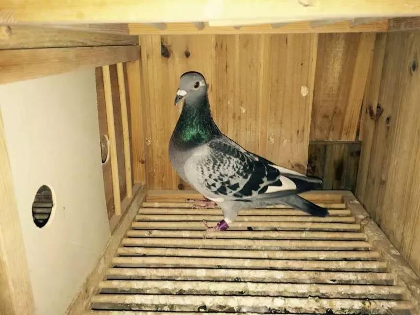 赛鸽常见病大全快快来收藏！