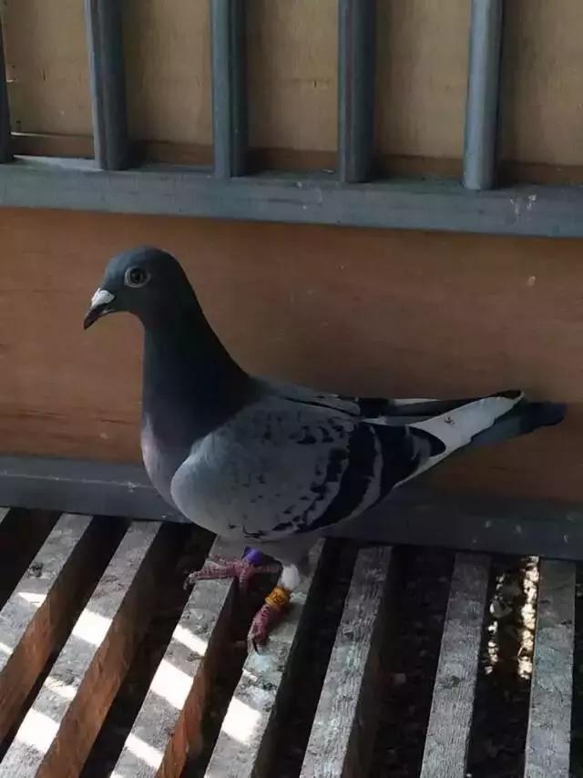 赛鸽常见病大全快快来收藏,赛鸽常见病不可不看的小妙招