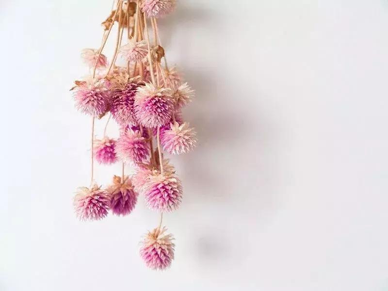 50种鲜切花花语大全，一定有你不知道的，赶紧收藏吧！