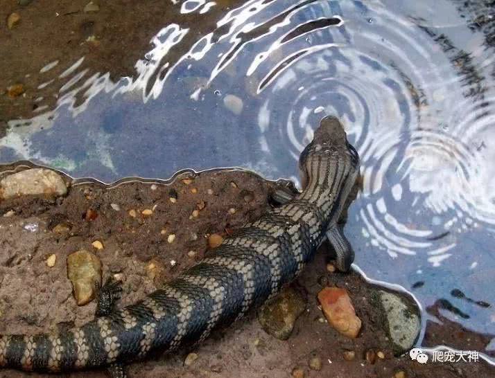 爬宠蓝舌石龙子,爬宠蓝舌石龙子推荐