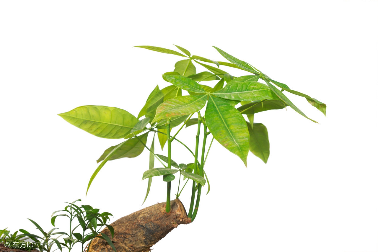 发财树冻伤处理方法,发财树冻伤怎么解决