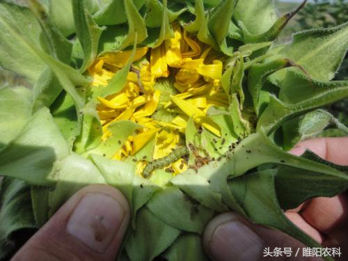 一款好用的杀虫药,国内口碑最好的杀虫药