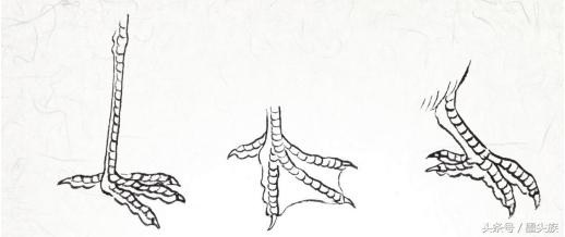 禽鸟脚爪结构图大全,鸟爪子的画法和技巧