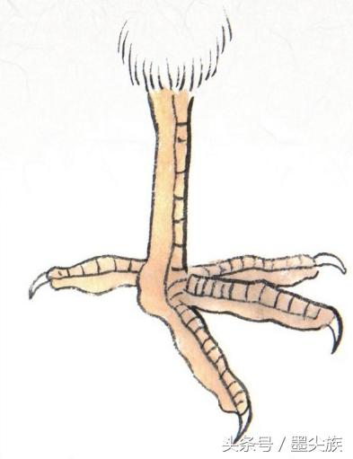 禽鸟脚爪结构图大全,鸟爪子的画法和技巧