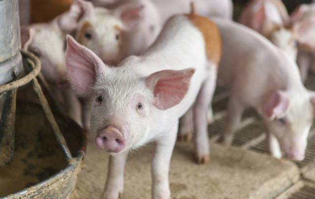 猪为什么不能喂得太饱,猪吃得少没什么精神