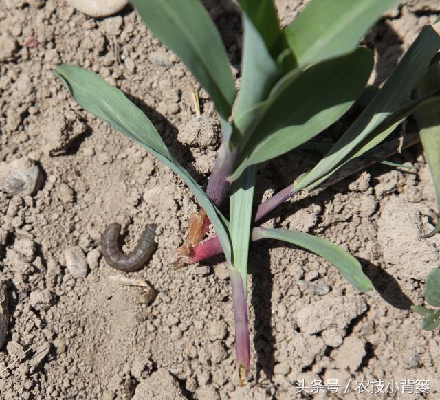 草莓虫害地老虎怎么处理,地下害虫地老虎用什么药可以治