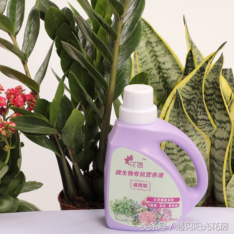 水培吊兰烂根怎么补救,土培吊兰发臭是怎么回事