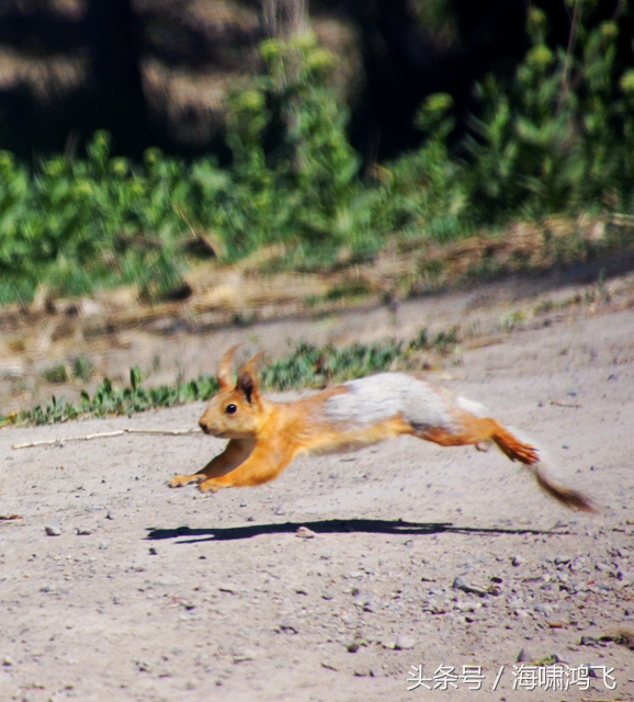 天南地北看松鼠还是太白松鼠美
