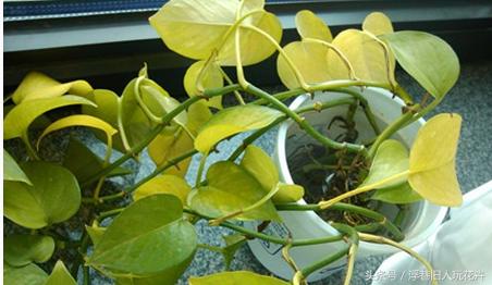 种植植物怎样防止黄叶,水养植物黄叶怎么办