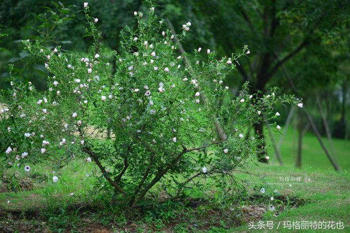 日系小清新高砂芙蓉,高砂芙蓉