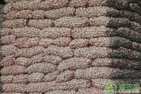 今日莱芜大蒜最新价格行情,今日杞县大蒜最新价格行情