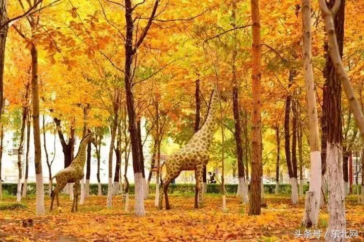 哈尔滨高校打卡,哈尔滨的风向标著名打卡地