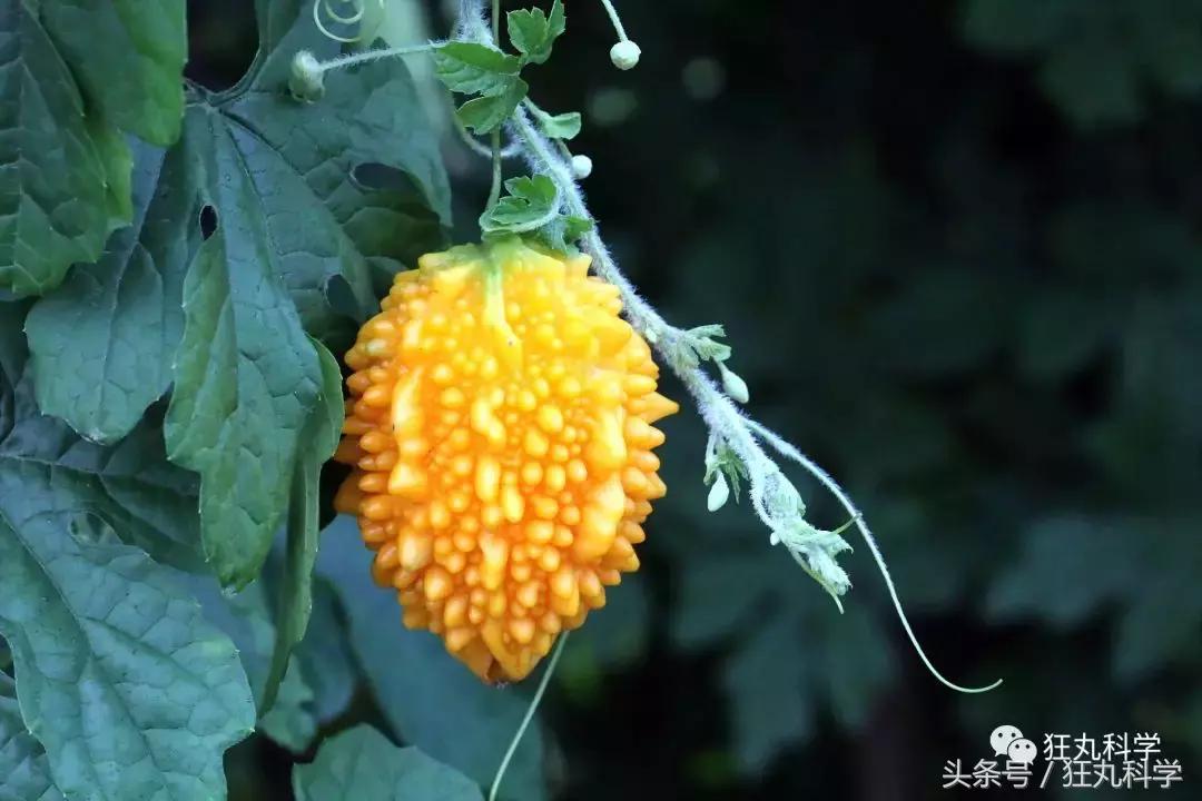 水银不是银是什么,水银不是银是水银