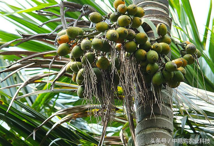 吃槟榔的害处到底有多大,槟榔的危害有多大看完你还敢吃吗