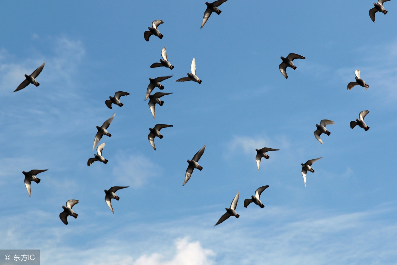 有的鸽子不合群应该怎么办,鸽子不合群打架怎么办