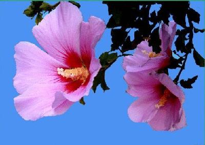 各国花图片,各国花大全