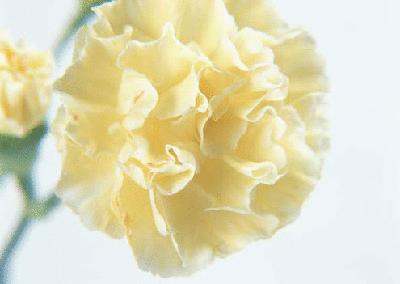 各个国家的国花是哪些,各国家的国花是什么样子