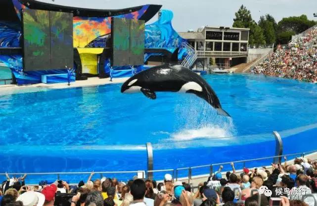 出海看到蓝鲸的感受是什么,当你下海看见一只虎鲸感觉是什么