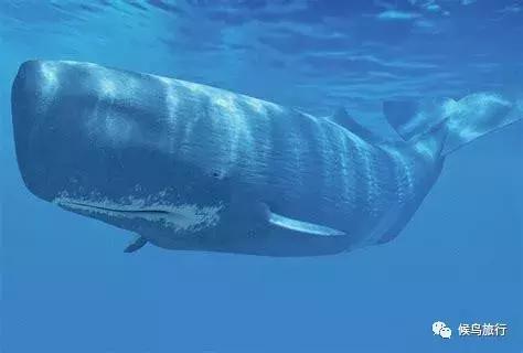 出海看到蓝鲸的感受是什么,当你下海看见一只虎鲸感觉是什么
