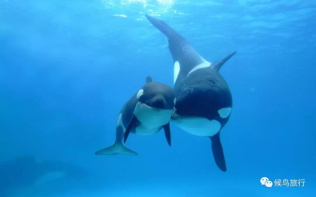 出海看到蓝鲸的感受是什么,当你下海看见一只虎鲸感觉是什么