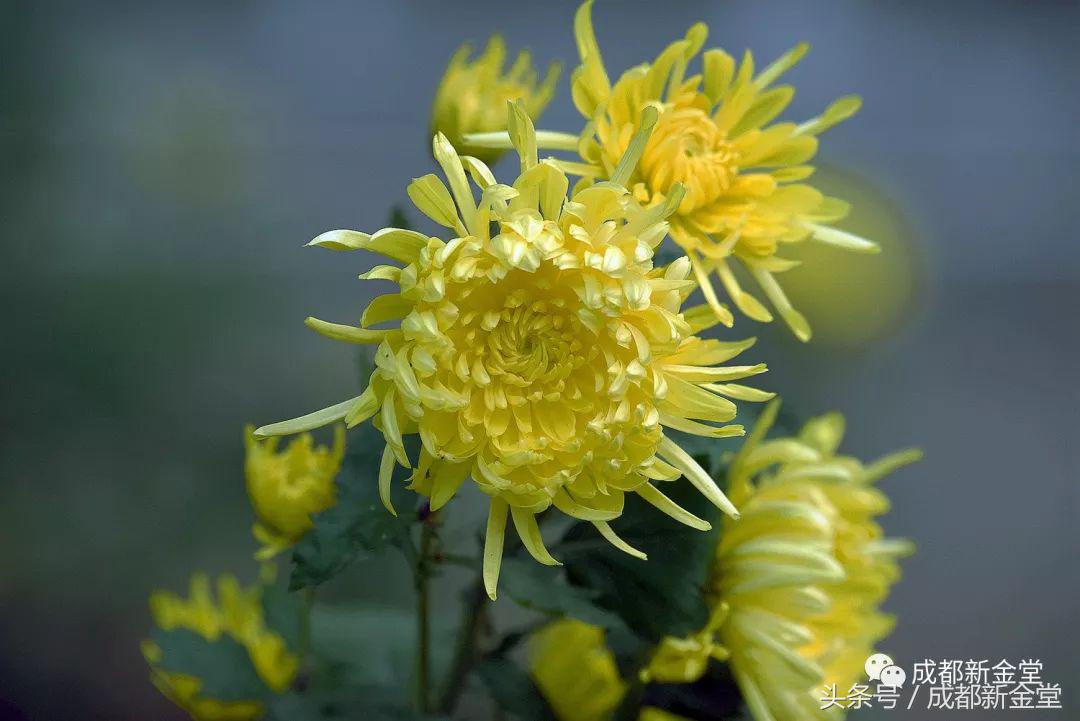 金堂秋色,秋天金堂十大必去景点