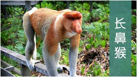 燕窝没有你想象中那样高不可攀,燕窝从古至今都备受欢迎的原因